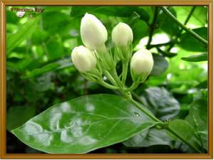 Hoa nhài còn được dùng để ướp trà mạn